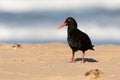 Black oystercatcher bird with red beak