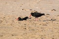 Black oystercatcher birds with red beack