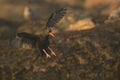 A Black Oystercatcher coming in to land with wings outstretched and legs extended Royalty Free Stock Photo