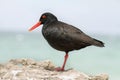 Black Oystercatcher