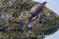 Black oystercatcher forages on seaweed covered rocks at low tide, Clover Point, Vancouver Island