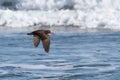 Black Oystercatcher (Haematopus bachmani) Royalty Free Stock Photo