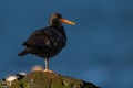 Black Oystercatcher