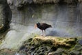Black Oystercatcher Shoreline Coastal Bird Royalty Free Stock Photo