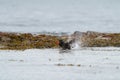 Black Oystercatcher taking a bath at seaside beach