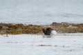 Black Oystercatcher taking a bath at seaside beach