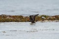 Black Oystercatcher taking a bath at seaside beach