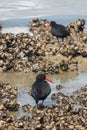 Black oystercatchers Royalty Free Stock Photo