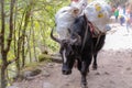 Black pack buffalo with heavy load in Nepal Royalty Free Stock Photo