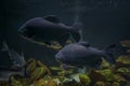 Black pacu fish, giant piranha in aquarium. Tambaqui, Colossoma macropomum Royalty Free Stock Photo