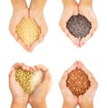 Black, paddy,brown and golden rice held in four hands isolate on white background.