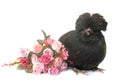 Black Padovana chicken Royalty Free Stock Photo