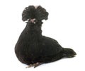 Black Padovana chicken Royalty Free Stock Photo