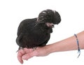 Black Padovana chicken Royalty Free Stock Photo