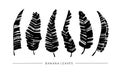 Black paint brush banana leaves vector collection. Royalty Free Stock Photo