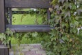 A black-painted wooden bench, covered with vines of wild grapes with leaves of green, Burgundy and brown flowers.