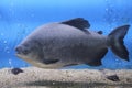 Black paku, piranha fish aquarium blue background. Royalty Free Stock Photo