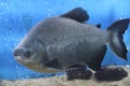 Black paku, piranha fish aquarium blue background. Royalty Free Stock Photo