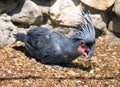 Black palm cockatoo bird large cockatoos parrot Royalty Free Stock Photo