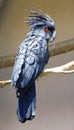 Black palm cockatoo bird parrot large cockatoos Royalty Free Stock Photo