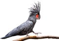 Black palm cockatoo Royalty Free Stock Photo