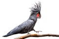 Black palm cockatoo Royalty Free Stock Photo