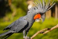 Black palm cockatoo perching on a branch. Tropical bird park. Nature and environment concept. Green background. Horizontal layout Royalty Free Stock Photo