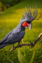 Black palm cockatoo perching on a branch. Tropical bird park. Nature and environment concept. Green background. Vertical layout. Royalty Free Stock Photo