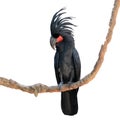 Black palm cockatoo Royalty Free Stock Photo