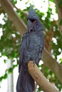 Black Palm cockatoo Probosciger aterrimus Royalty Free Stock Photo