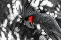 Black palm cockatoo with red cheek in black and white tropical forest background Royalty Free Stock Photo