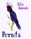 Black Palm Kakadu parrot sitting on branch