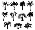 Black palm trees silhouettes. Tropical plants different types. Monochrome detailed shapes. Summer flora. Jungle coconut