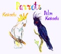 Black Palm and White Kakadu sitting on branches, parrots collection