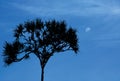 Pandanus one tree with blue sky and moon Royalty Free Stock Photo