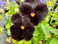 Black pansy blossom