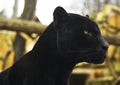 Black Panther