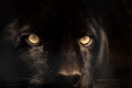 Black panther Royalty Free Stock Photo