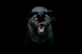 Black panther with a black background Royalty Free Stock Photo