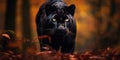 Black panther with black fur rather than the typical spotted coatin a nature, wildlife concept Royalty Free Stock Photo