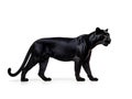Black panther is a carnivores of tigers and cats. Generative AI