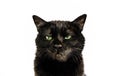 Black panther cat on white background Royalty Free Stock Photo