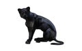 Black panther isolate on white background