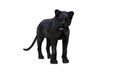 Black panther isolate on white background