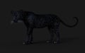 Black Panther Isolate on White Background with Clipping Path