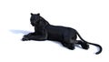 Black panther isolate on white background