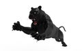 Black panther isolate on white background