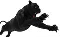 Black panther isolate on white background