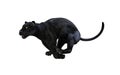 Black panther isolate on white background