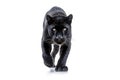 Black Panther Isolated on Transparent Background, AI